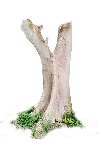 A realistic photograph of a tree on a white background, isolated for easy use.