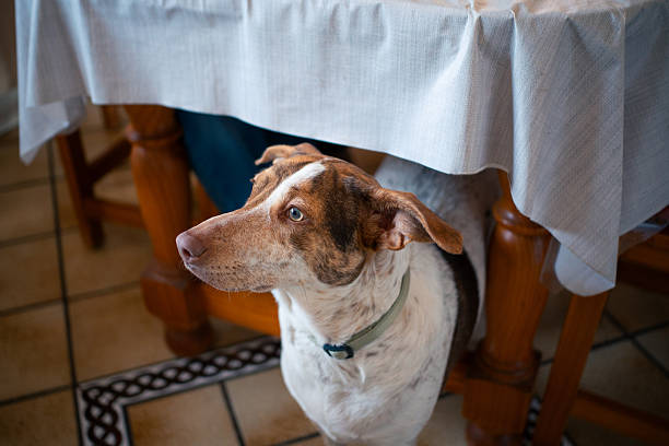 A lonely and sad guard dog on a chain near a dog house outdoors