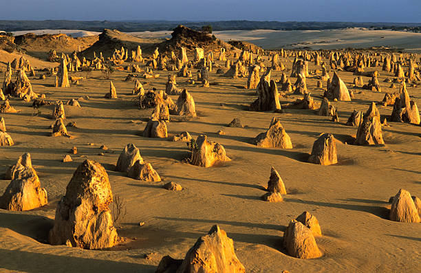 The Pinnacles, ancient limestone formations, are illuminated by the setting sun in Nambung National Park, Western Australia.