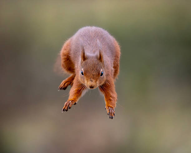 A Red Squirrel (Sciurus vulgaris) jumping to a feeder in Scotland, UK