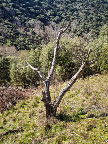 Dry and abandoned tree in a natural environment