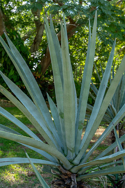 Mexico - Temozon - Henequen agave (Agave fourcroydes) - closeup of a large blue-green sisal plant with long sharp pointed leaves on the hacienda