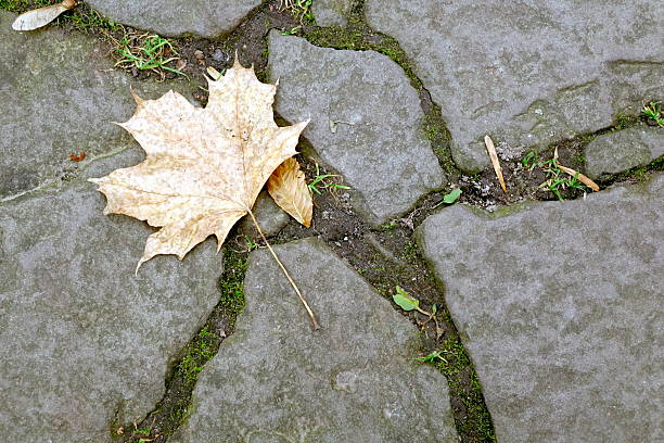 A single yellow leaf lies on cracked stone pavement. It is autumn and the ground shows signs of a changing season with some greenery still present nearby.