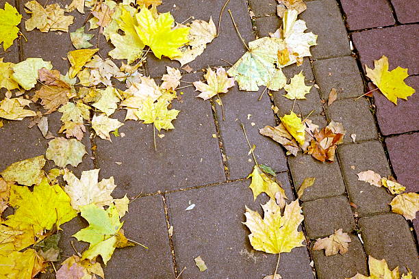 Yellow leaves fall on a stone path in a park during the autumn season. The ground is covered with leaves creating a natural carpet of colors.