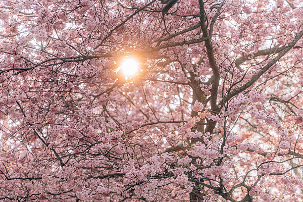 Pink cherry tree blossom flowers at spring over natural blue sky background