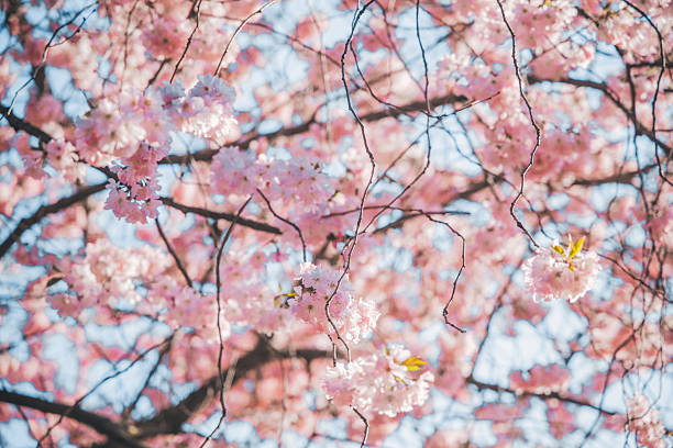 Pink cherry tree blossom flowers at spring over natural blue sky background
