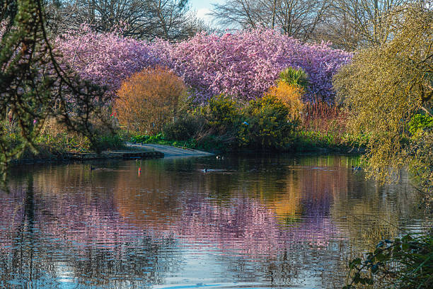 London, UK - Spring season: Colorful cherry blossom trees reflecting on calm water with yellow and white daffodils in the foreground at Ravenscourt Park. Peaceful urban nature landscape with vibrant pink flowers, green foliage and tranquil pond creating a bright seasonal atmosphere ideal for travel, lifestyle and nature themes