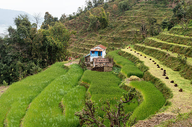 Traditional rural house surrounded by vibrant green terraced rice fields near Pokhara, Nepal. Scenic Himalayan agricultural landscape illustrating sustainable hillside farming and countryside life in South Asia.