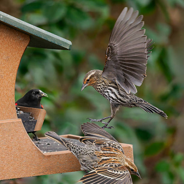 Female Red-winged Blackbirds in flight at a bird feeder. In Willamette Valley of Oregon.