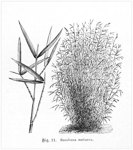 Antique botanical illustration of a Bambusa metacca plant with leaves and stems, from the 19th century. Engraving.