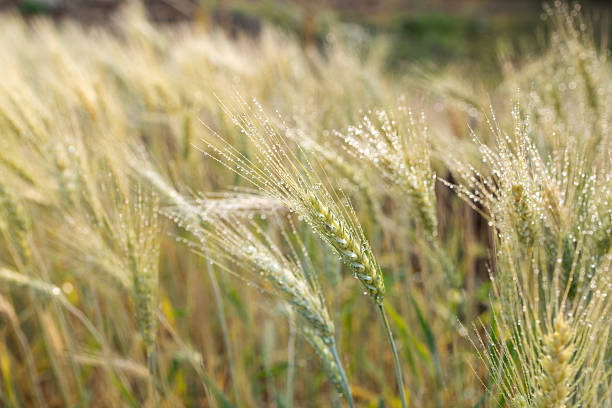 Close-up of green wheat spikes covered with morning dew in soft sunlight. Concept of crop growth, early stage cereal production, sustainable agriculture, and fresh rural farming landscape.