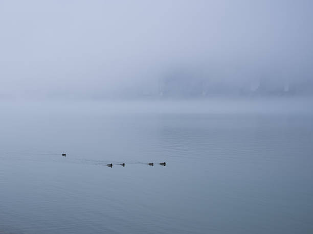 wild geese during misty sunrise in national park weerribben wieden near giethoorn in dutch province of overijssel  in the netherlands