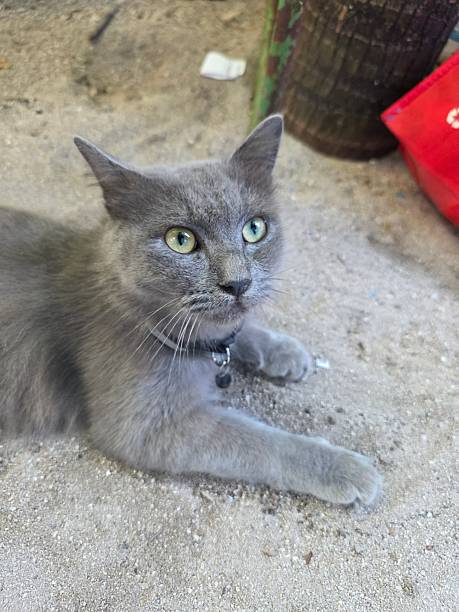 A gray cat with striking green eyes lies calmly on a sandy surface, exuding a sense of peace and relaxation in an outdoor setting.