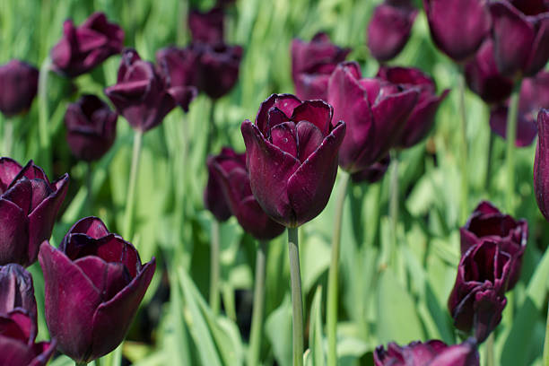 beautiful tulips