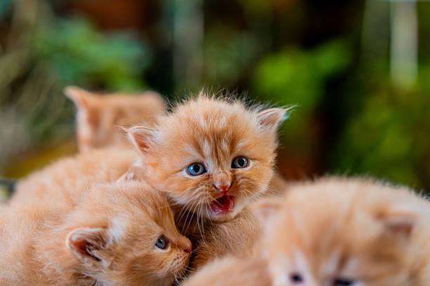 Kittens with green backyard garden background at home