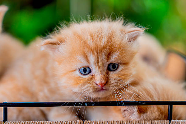 Red domestic cat isolated on white background