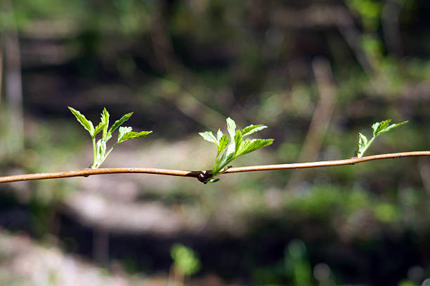 Close-up of delicate new leaves sprouting from twig during early spring