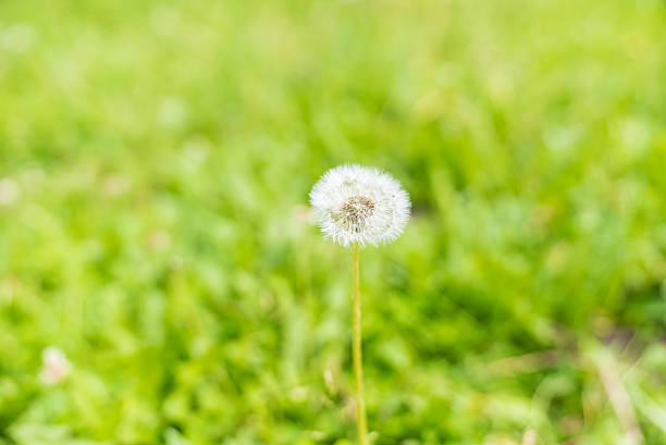 Dandelion,Grassland,China,Asia.