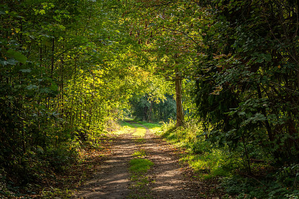 Easy hiking trail in forest. Plants, trees lush greenery on both sides of the path, autumn. Sun is illuminating some leaves. Landscape on mine spoil heap in Thor Park, Genk, limburg. Belgium. Nature