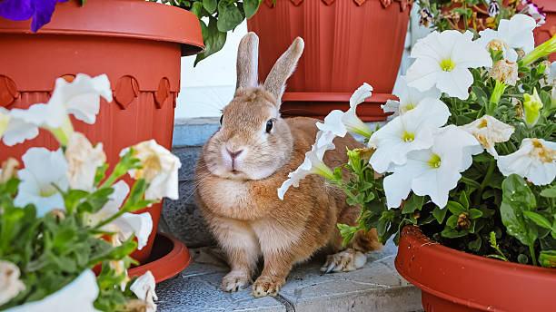A beige decorative rabbit hids sitting among flowers. Cute Easter Bunny looking at camera. Adorable pet on a walk in a country house. Domestic animal. High quality photo.