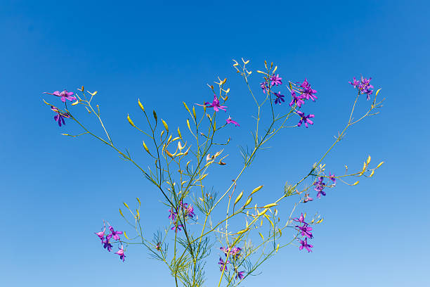 Wild purple field larkspur flowers Consolida regalis growing against blue sky, showcasing delicate meadow flora and natural summer landscape.