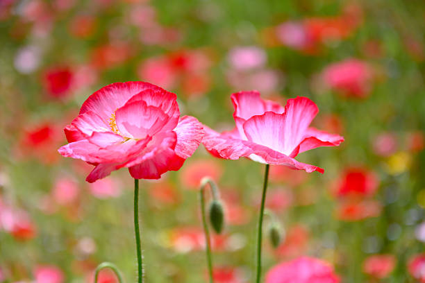 Two delicate red poppy flowers on slender stems with soft blurred meadow background. Wildflower macro, spring bloom, vibrant petals, shallow depth of field