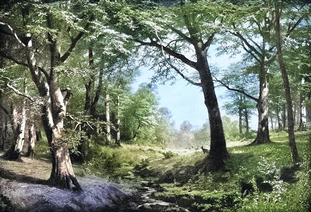 19th Century Painting: F Ebel, Beech Woods