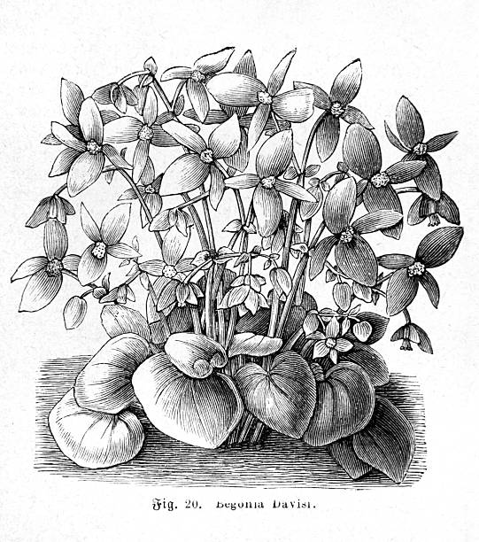 Begonia Davisi with flowers and leaves, Fig. 20, from a botany book, 1899. Victorian style botanical illustration.
