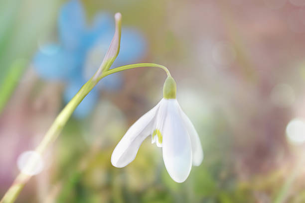 Dreamy macro photograph of a single white snowdrop flower (Galanthus) in soft selective focus, with pastel green, pink and blue bokeh background. Delicate early spring blossom in natural light with copy space, ideal for seasonal and botanical themes.
