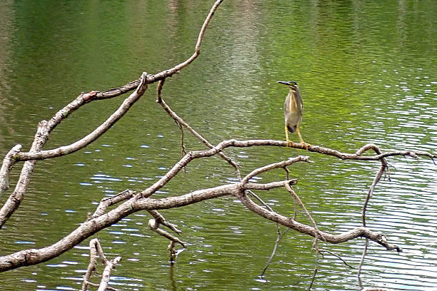 A green heron (Butorides virescens) stands poised on a weathered branch extending over a calm, green-tinted pond in a verdant wetland environment. The bird's sleek feathers blend with the surrounding foliage, while its yellow legs grip the branch firmly. Rippling water reflects nearby trees and branches, creating a harmonious natural scene. This image captures the quiet vigilance of wildlife in its habitat, ideal for illustrating biodiversity in environmental publications, nature documentaries, wildlife conservation campaigns, and eco-tourism brochures. The serene composition highlights the bird's elegant form against the watery backdrop, suitable for articles on avian species, freshwater ecosystems, and outdoor exploration.