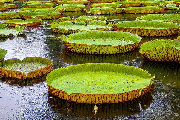 Large green leaves of the giant water lily, Victoria amazonica, float serenely on the dark surface of a pond, adorned with fresh water droplets from recent rain. The oversized, circular leaves with reddish undersides create a striking pattern against the rippling water, evoking a sense of natural tranquility in a lush aquatic environment. This image captures the exotic beauty of tropical flora in a wetland habitat, ideal for commercial uses such as illustrating botanical articles, environmental conservation campaigns, travel magazines featuring Amazonian ecosystems, or educational materials on aquatic plants and biodiversity. The composition highlights the plant's impressive scale and texture, suitable for backgrounds in nature documentaries or eco-tourism promotions.