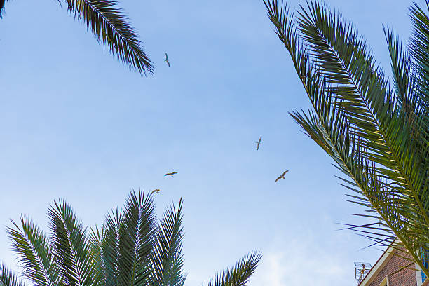 A serene sky with palm fronds framing birds in flight, capturing a tranquil tropical scene