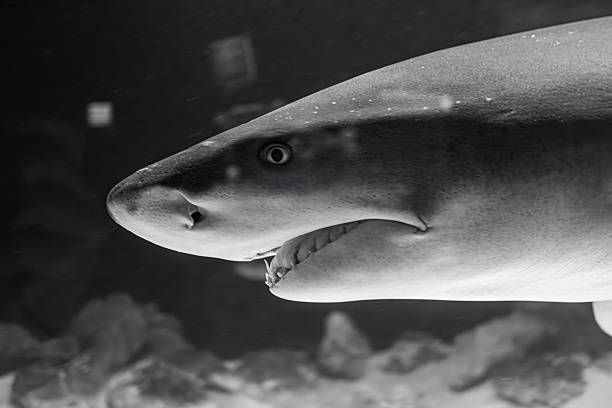 Dark shark swimming in an aquarium, visible gills, open mouth revealing sharp teeth, other fish blurred in background, realistic style, clear still photograph