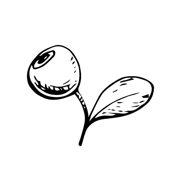 Ink line drawing of a cowberry sprig with berry and leaf, in vintage botanical style. Suitable for labels, packaging, logos, herbal designs and nature themed prints.