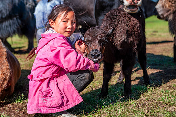 A young girl in a bright pink coat crouches in a grassy field, gently holding the head of a small dark calf (likely a yak) while other herd animals stand nearby. Warm sunlight illuminates her face and the textured fur of the calf, capturing a quiet, tender moment in a pastoral setting.