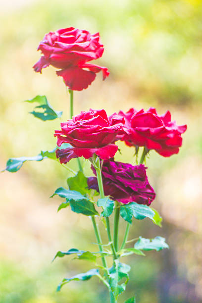 Close up Beautiful red rose bush abundant blooming