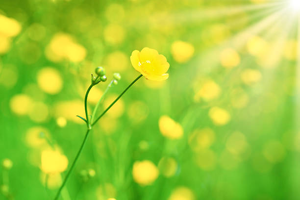 Yellow flower on bloom green field landscape