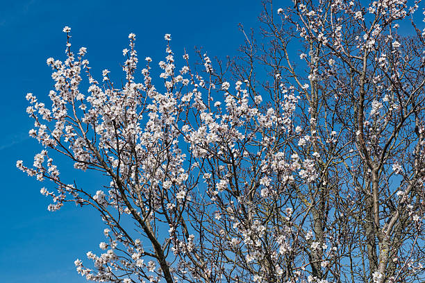 Close-up of almond blossoms on a sunny day in the Palatinate