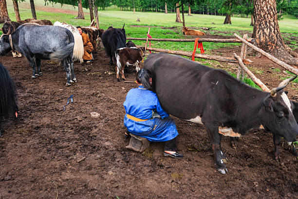 A person dressed in a bright blue traditional robe sits on a low stool and milks a black-and-white cow in a muddy corral. Several other cows and calves stand nearby while a simple wooden fence, trees, and a grassy pasture form the background. Another herder in a brown coat tends animals in the distance, capturing a quiet moment of daily pastoral livestock care.