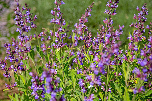 Romantic background with pink sage blossom, blurred. Focus on one blooming salvia flower in meadow. Bright medicinal plants