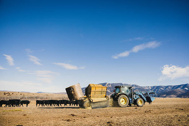 A day in the life of a Montana modern cattle ranch.   The rancher drives his tractor spreading feed for the cows across a large agricultural field at the food of the mountains.