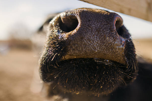 Funny cows portrait with a wide angle lens: crazy playful cattle