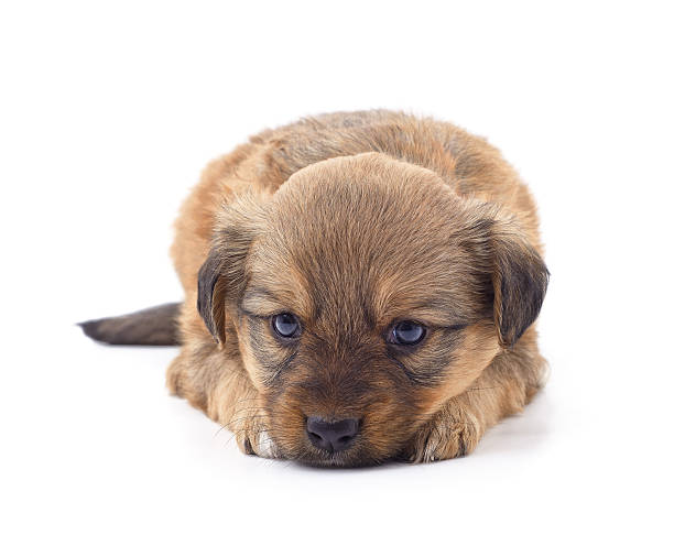 Adorable small brown puppy with sad eyes lying on a white background. Cute young dog resting and looking forward.