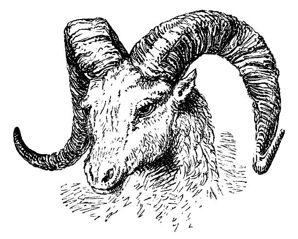 Argali Mountain Sheep (ovis ammon). Vintage etching circa 19th century.