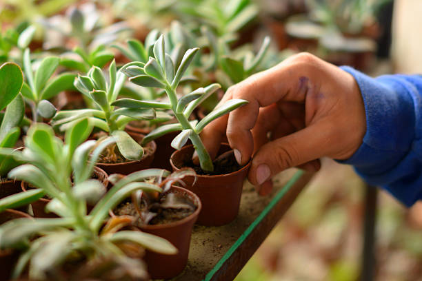 Close-up of a hand in a blue sleeve carefully touching a small Graptosedum or Sedum succulent in a terracotta-colored plastic pot. The image shows a nursery shelf with rows of young succulent plants, capturing themes of plant care, propagation, and horticulture in a greenhouse environment