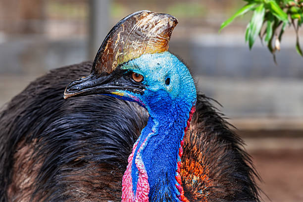 Detailed close up of southern cassowary (Casuarius) head showing vibrant blue and red skin with distinctive casque and dark feathers.