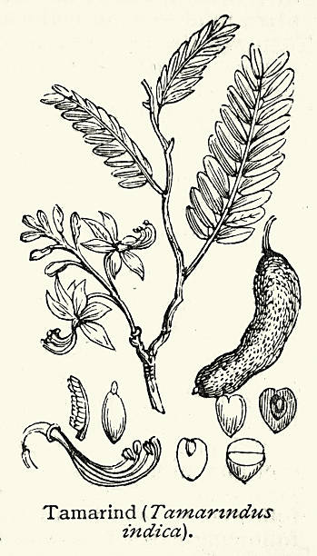 Botany, Tamarind is a leguminous tree bearing edible fruit, Victorian, Vintage illustration, 19th Century