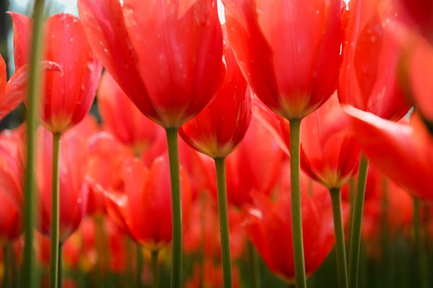 A dense field of bright red tulips in full bloom, shot from low angle with soft focus in the background, creating a sea of color.