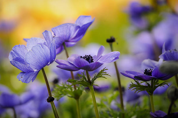 Close-up image of poppy anemonies in the garden