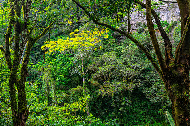 Tropical forest landscape featuring native tree with bright yellow foliage surrounded by lush Atlantic Rainforest vegetation in southeastern Brazil.